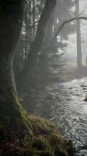 A foggy forest with trees and a stream, surrounded by moss, creates a quiet and mysterious
