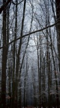 A wintery forest with snow-covered trees and a mystical atmosphere, Frankenwald nature park Park,