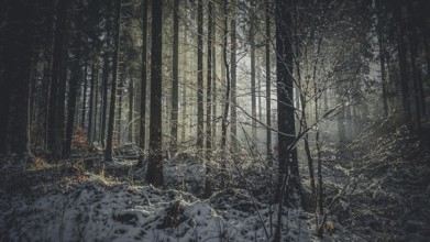 Snowy forest with rays of light breaking through the trees creates a mystical and gloomy