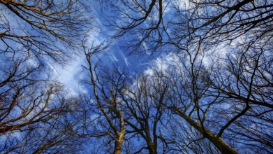 Looking up at bare treetops emerging against a clear blue sky with some clouds, Thuringian Forest,