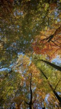 Looking up through autumn treetops that shine in bright colors, with sunlight and blue sky, Hainich