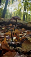 Two mushrooms grow romantically in the autumnal forest, surrounded by colorful leaves and