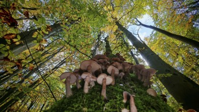 View along a tree trunk full of mushrooms up to the autumn-colored treetops and blue sky, Hainich