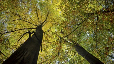 View of treetops with yellow-green leaves in autumn forest and sunlight, Hainich National Park,