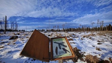 Winter landscape with snow-covered ground and trees in the background, bark beetle (Scolytinae)