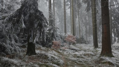Snowy forest in fog with thick trees and quiet atmosphere, Frankenwald nature park Park, Rennsteig,