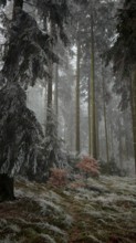 A cloud forest with frost-covered fir trees and a small reddish bush that creates a quiet and