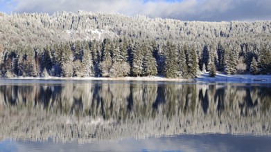 Snowy forest reflected in a quiet lake under a blue sky, Scheibe-Alsbach Reservoir, Thuringia