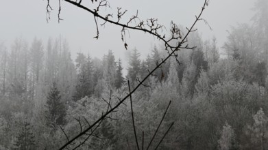 Branches in front of a foggy and frosty forest in winter, Frankenwald nature park Park, Rennsteig,
