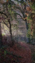 Autumn forest trail with brown leaves and sunlight falling through the trees, Franconian Forest