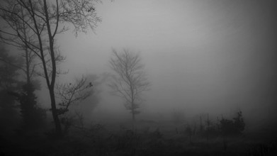 Foggy landscape with bare trees, mysterious and gloomy atmosphere in black and white, Rennsteig,