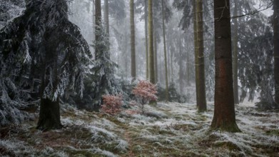A quiet, foggy winter forest with frost-covered trees and a cool, mystical ambiance, Frankenwald