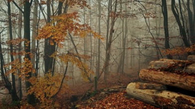 Mystical autumn forest with fog, trees and colorful foliage, Franconian Forest National Park, Upper
