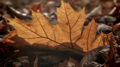 A brown autumn leaf in sunlight on a soil full of more leaves, Franconian Forest National Park,