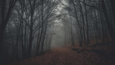A foggy forest in autumn, with trees and a secluded path that creates a mystical and gloomy