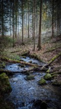 A peaceful stream flows through a mossy, quiet forest under tall trees, Frankenwald nature park