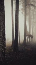 Blurry trees in fog create a mystical and tranquil forest atmosphere, Frankenwald nature park Park,