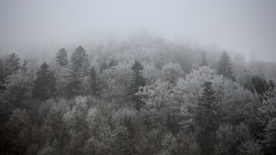 A foggy forest with bare trees and a mystical, dark winter atmosphere, Frankenwald nature park