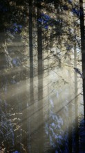 Sun rays penetrate a quiet, snowy winter forest and create a mystical atmosphere, Franconian