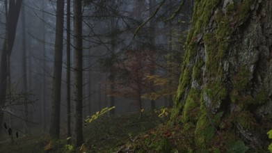 A foggy forest with moss-covered trees and autumn leaves creates a mystical and peaceful