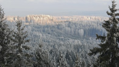 Snowy forest in peaceful winter landscape with thick trees and frosty atmosphere, Fichtelgebirge,