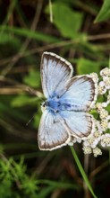 A blue butterfly (Polyommatus icarus) sitting on white flowers amidst green vegetation, Rennsteig,