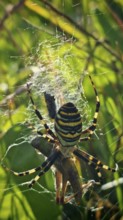 A striped spider wasp spider (argiope bruennichi) in a spider web with grasshopper (Gomphocerinae)