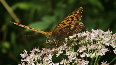 A butterfly Imperial Cloak (Argynnis paphia) perched on pink flowers in a natural setting