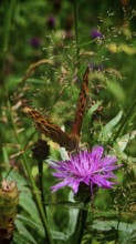 A butterfly Imperial Cloak (Argynnis paphia) sits on a purple flower amidst green grass, surrounded
