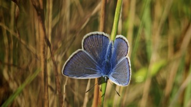 A blue butterfly (polyommatus icarus) sitting on a blade of grass in a natural environment,
