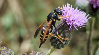 A wasp (vespinae) sitting on a purple flower, surrounded by a blurred background, Rennsteig,