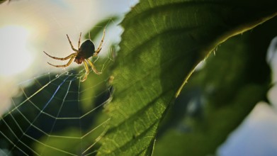 A spider in its web in front of a leaf, illuminated by the warm light of the setting sun,