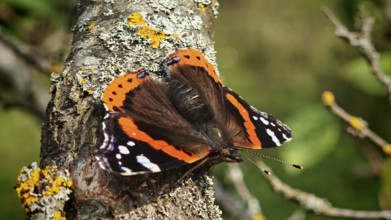 An orange-black butterfly, Admiral (Vanessa atalanta) sitting on lichen-covered tree bark in a