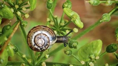 Close-up of a snail (Helicidae) on green plants, creating a peaceful nature scene, Rennsteig,