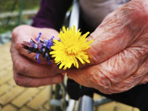 Old hands hold a yellow dandelion and a purple lavender flower, elderly woman is happy to receive