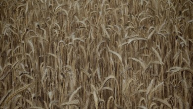 Dense golden wheat field that is about to be harvested, Frankenwald nature park Park, Germany