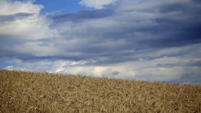 Wheat field under cloudy blue sky, Frankenwald nature park Park, Germany