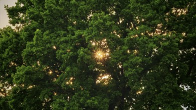 Sun rays penetrate thick green leaves of a large tree and create a peaceful, natural atmosphere,