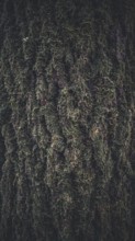 Close-up of tree bark with moss growth and natural texture, Frankenwald nature park Park, Germany
