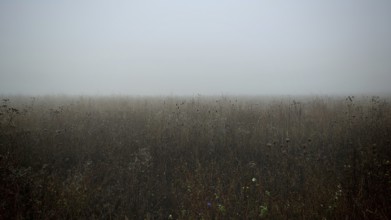 Cloudy meadow conveys a gloomy and melancholy atmosphere, Frankenwald nature park Park, Germany