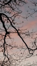 Bare branches against pink and blue sky at sunset, peaceful atmosphere, Frankenwald nature park