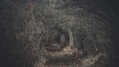 A narrow path leads through a thick, dark forest full of bare branches, atmospheric and mystical,