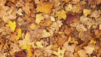 Dried autumn leaves in shades of warm yellow, orange and brown form a pattern, Frankenwald nature