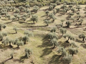 Landscape with olive trees on hilly, green terrain under sunshine, Berat, Albania