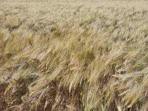 Wheat field with golden ears in quiet wind under summer sky, Thuringian Forest, Germany