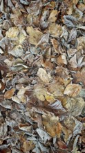 Frozen autumn leaves in various shades of brown, covered with a thin layer of frost, Höllental,