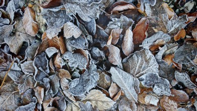 Frozen, frost-covered autumn leaves in natural surroundings, Höllental, Frankenwald nature park
