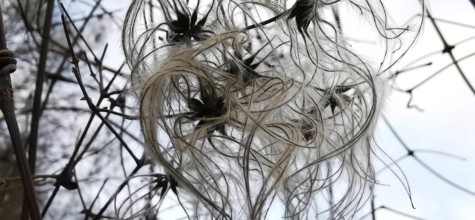 Close-up of filigree seeds and branches of clematis in winter nature, Frankenwald nature park Park,