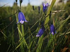 Blooming bluebells on a green meadow in sunlight, Franconian Forest, Germany