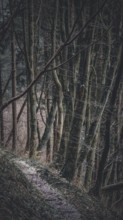 Narrow path through a dark, mysterious forest with thick, bare trees, Frankenwald nature park Park,
